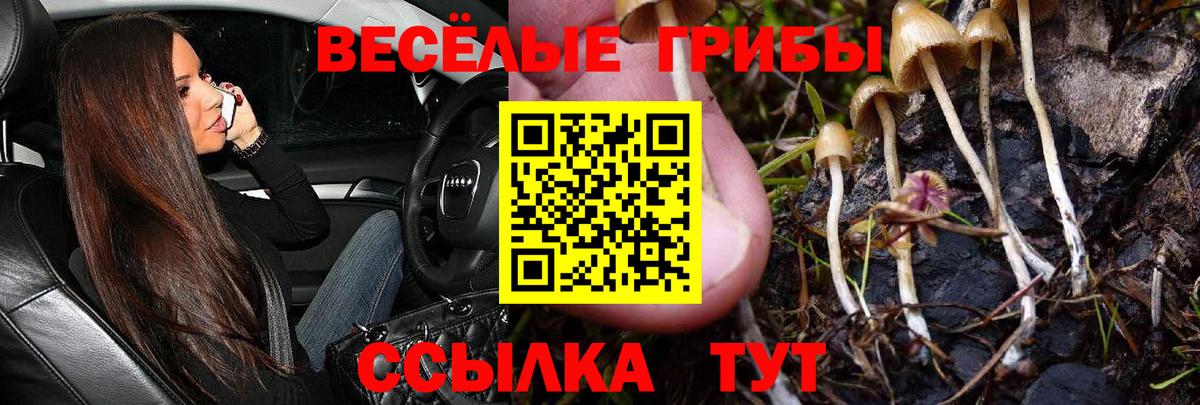 Галлюциногенные грибы Psilocybine cubensis Курган
